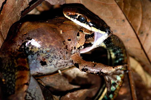 what eats frogs | snake