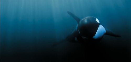 killer whales diet | killer whales