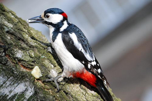 what do woodpeckers eat | woodpeckers diet