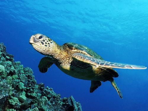 how long do sea turtles live in the wild