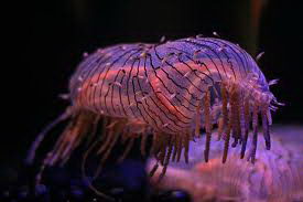 types of jellyfish | flower hat jellyfish