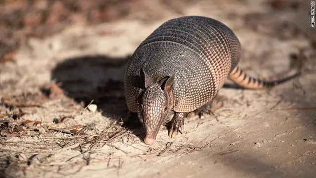 What Do Armadillos Eat in the Wild