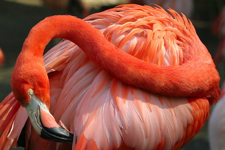 Flamingo Facts For Kids