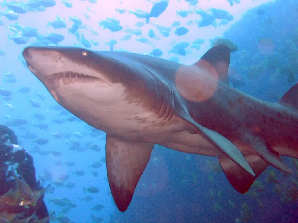 Grey Nurse Shark - Do Sharks Have Tongues