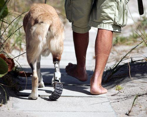 Dog with prosthectic leg