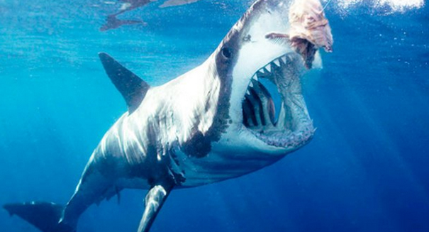 what do sharks eat