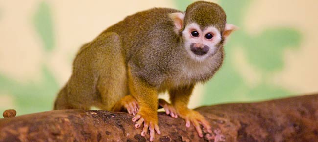 squirrel monkey facts