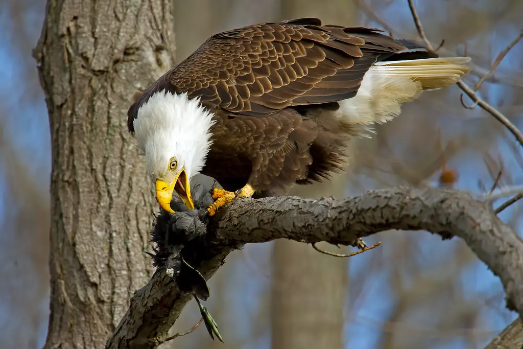 what do bald eagles eat