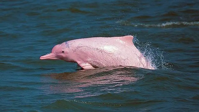 amazon river dolphin facts
