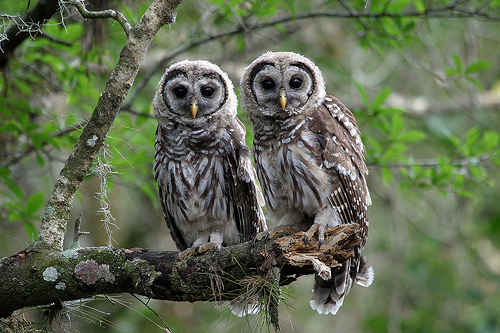 barred owl facts