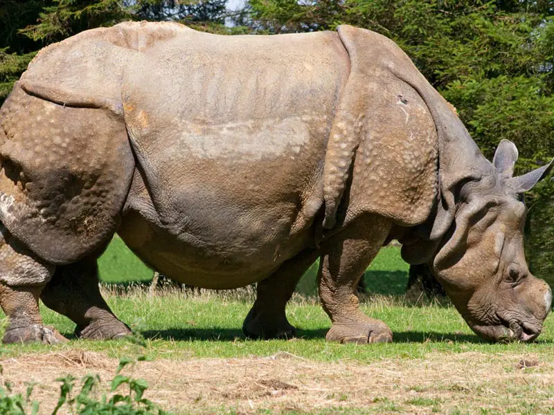 indian rhinoceros facts
