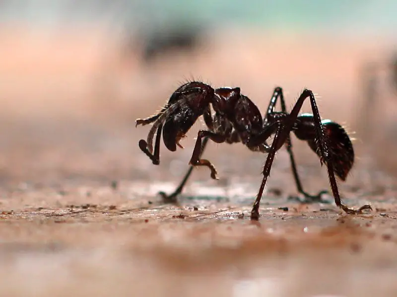 How Long Do Ants Live in the Same Place