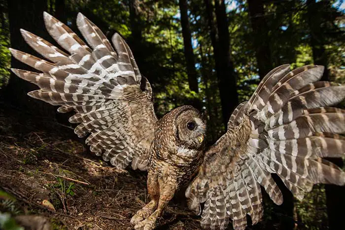 spotted owl facts
