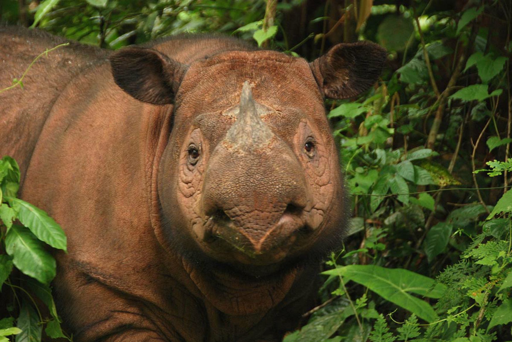 sumatran rhino facts