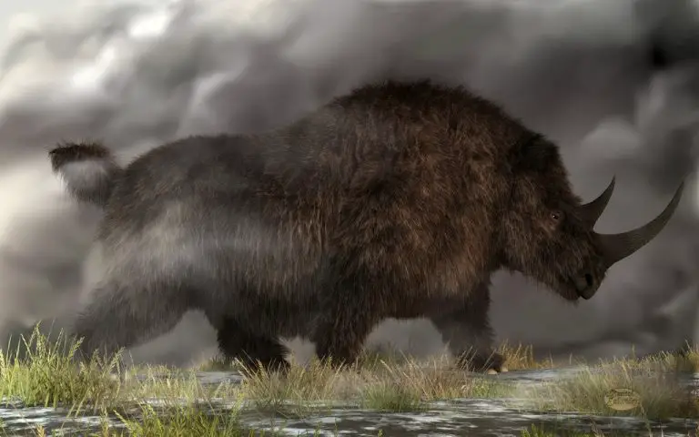 Woolly Rhino Facts | Anatomy, Diet, Habitat, Behavior - Animals Time