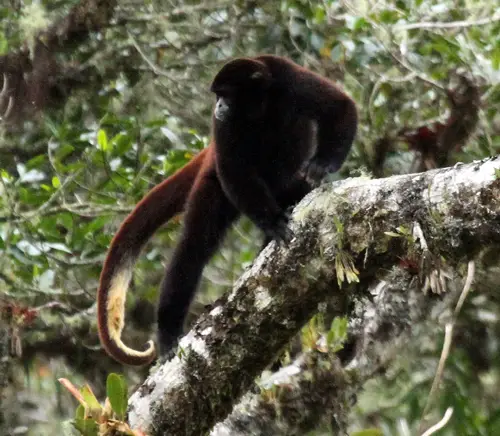 yellow tailed woolly monkey facts