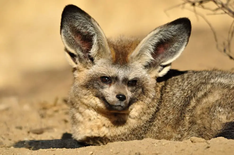 bat eared fox facts