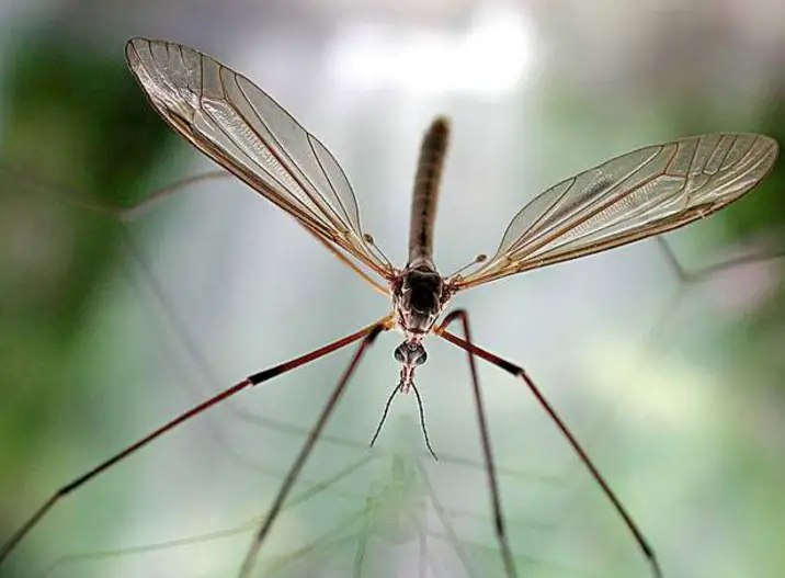 crane fly facts