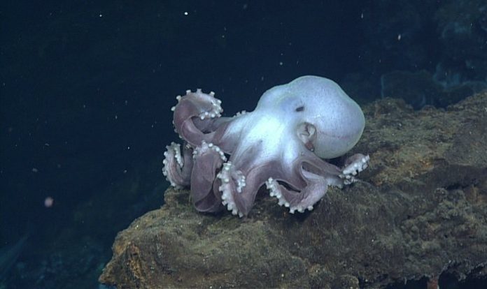 Dumbo Octopus Facts | Anatomy, Diet, Habitat, Behavior - Animals Time