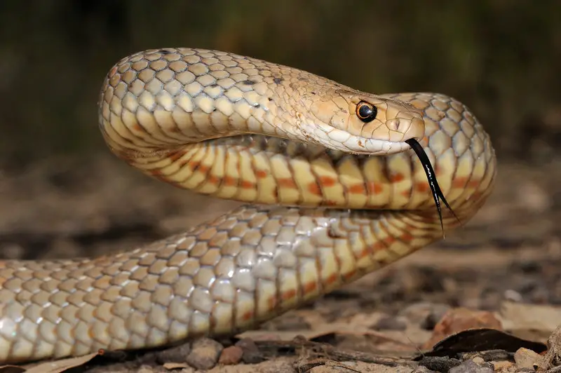eastern brown snake facts