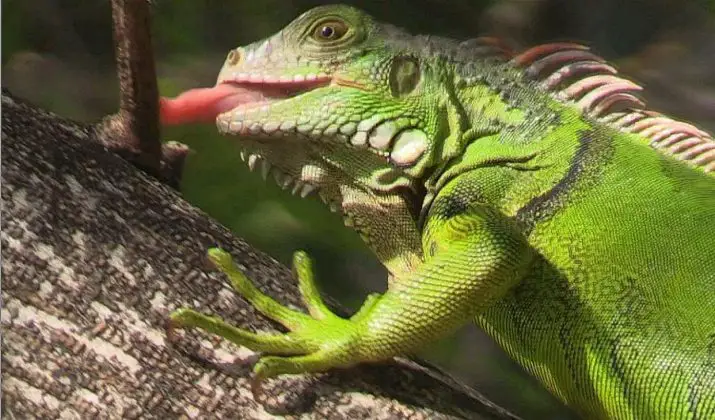 Green Iguana Facts | Anatomy, Diet, Habitat, Behavior, Reproduction ...