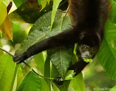 Howler monkey diet ideas