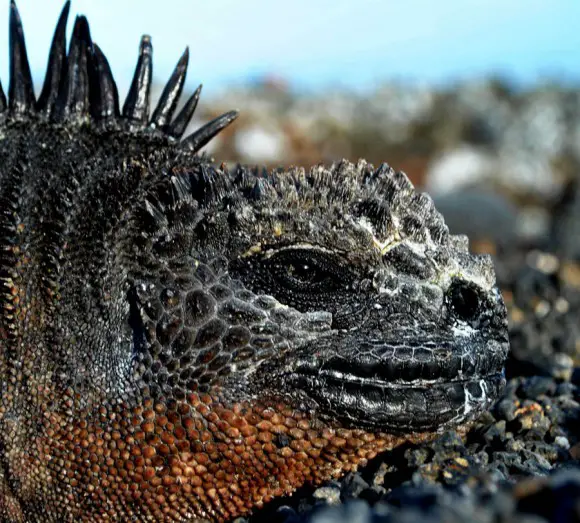 marine iguana facts