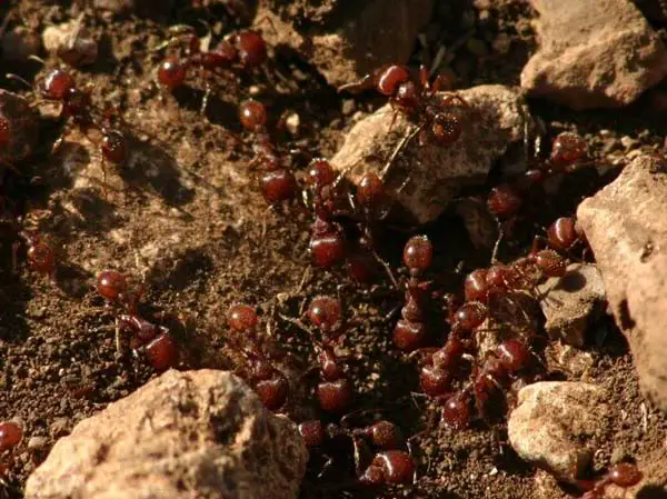 red imported fire ant facts