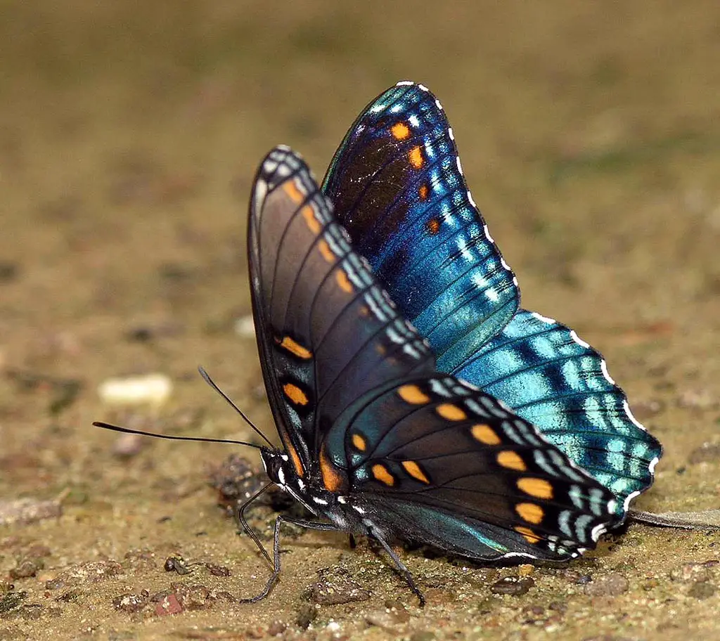 red spotted purple butterfly facts
