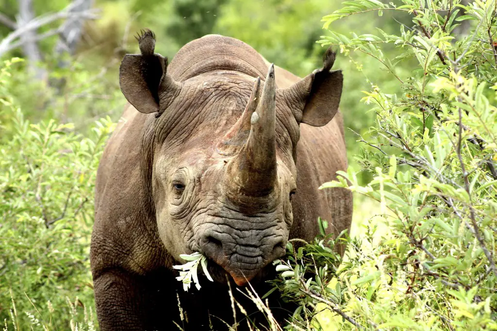 what do rhinos eat