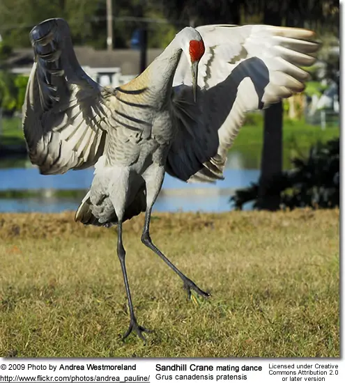 sandhill crane facts