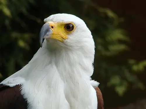 african fish eagle facts
