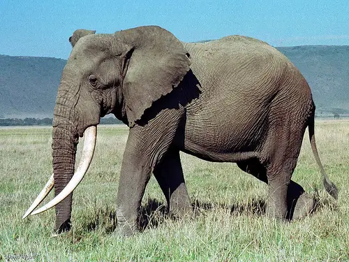 african forest elephant facts