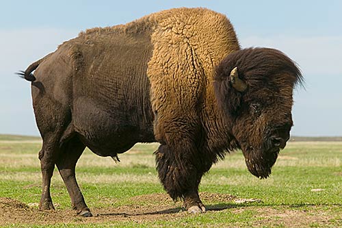 american bison facts