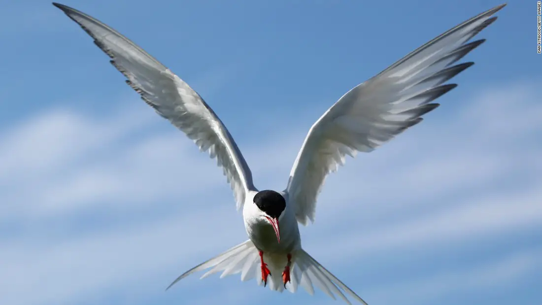 arctic tern facts