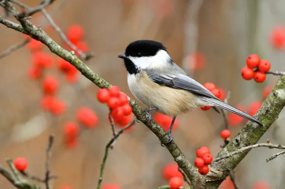 black-capped chickadee facts