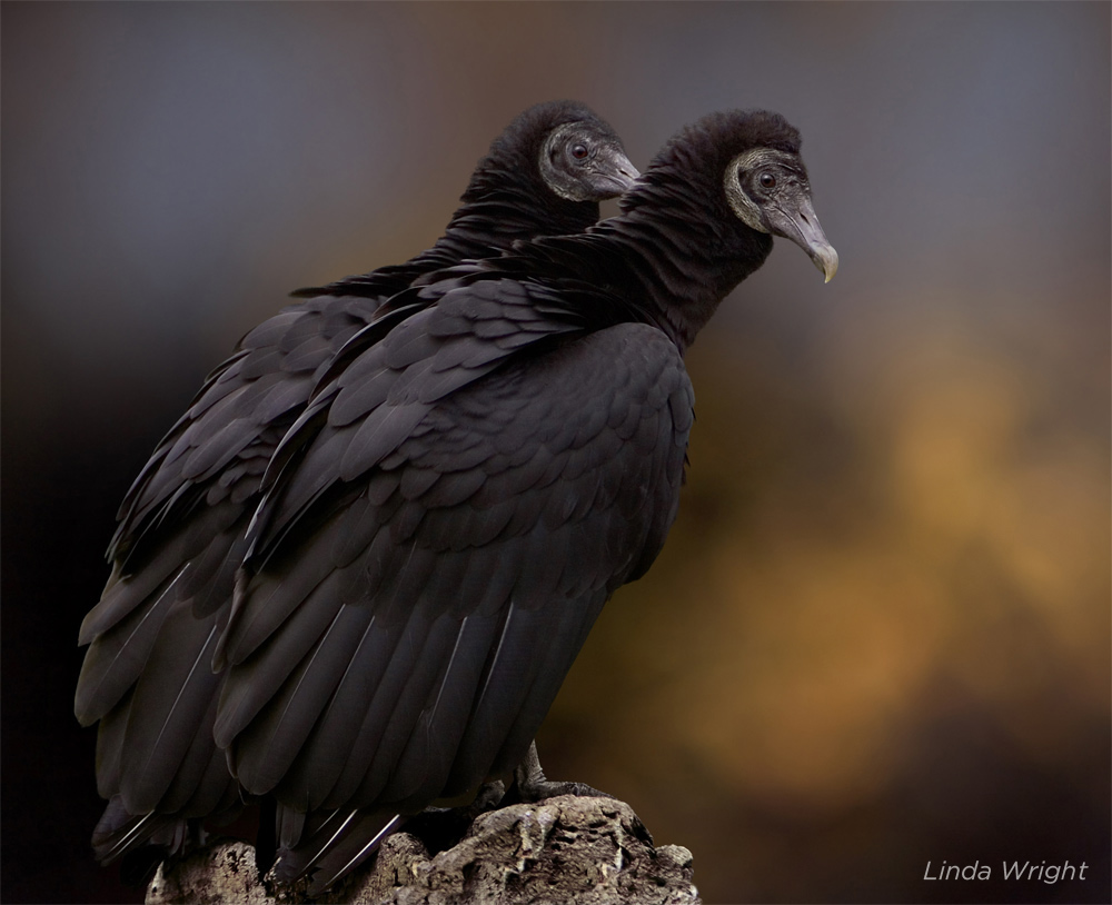 black vulture facts