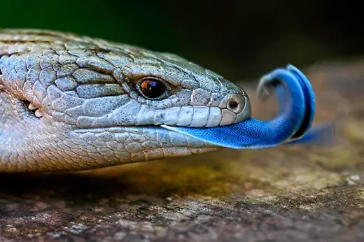 Blue Tongue Skink Facts | Anatomy, Diet, Habitat, Range - Animals Time
