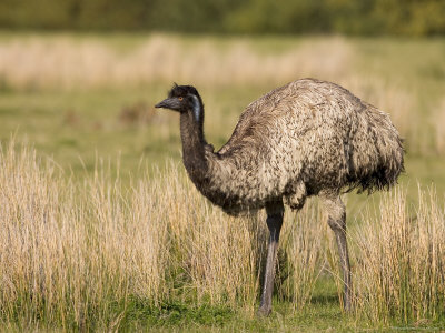 emu bird facts