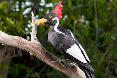 ivory billed woodpecker facts