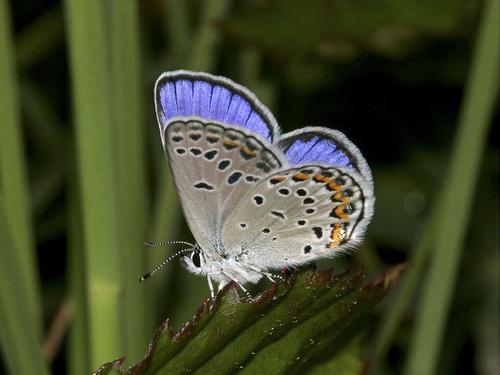 karner blue butterfly facts