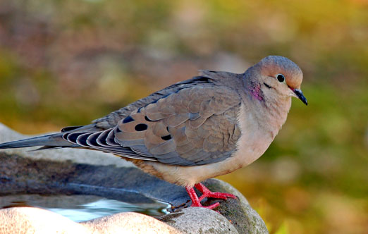 mourning dove facts