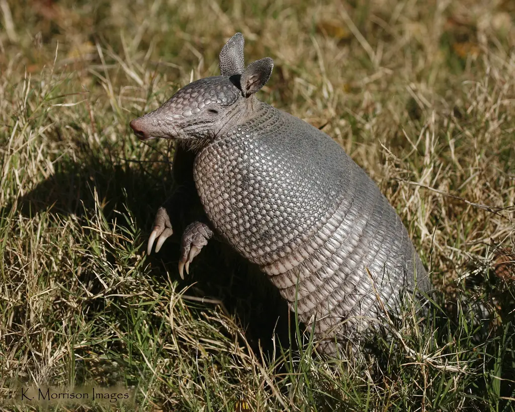 Nine Banded Armadillo Facts Anatomy, Diet, Habitat, Behavior