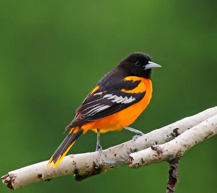 Baltimore oriole bird facts