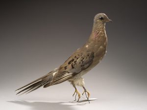 facts about passenger pigeon