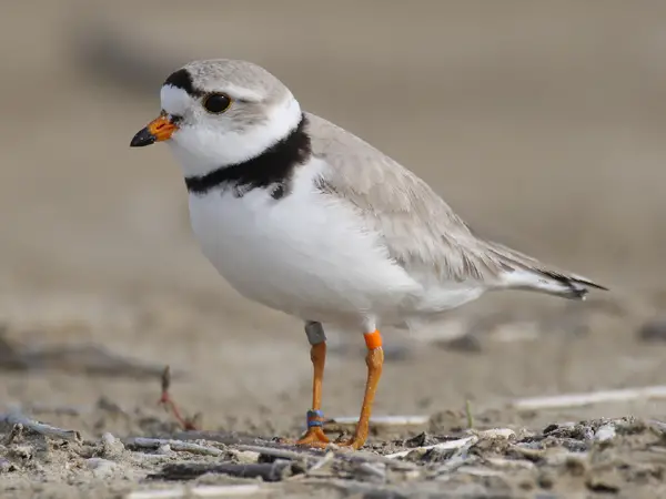 piping plover facts