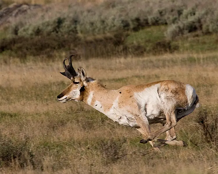 pronghorn antelope facts