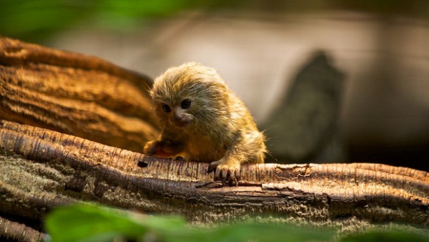 pygmy marmoset facts