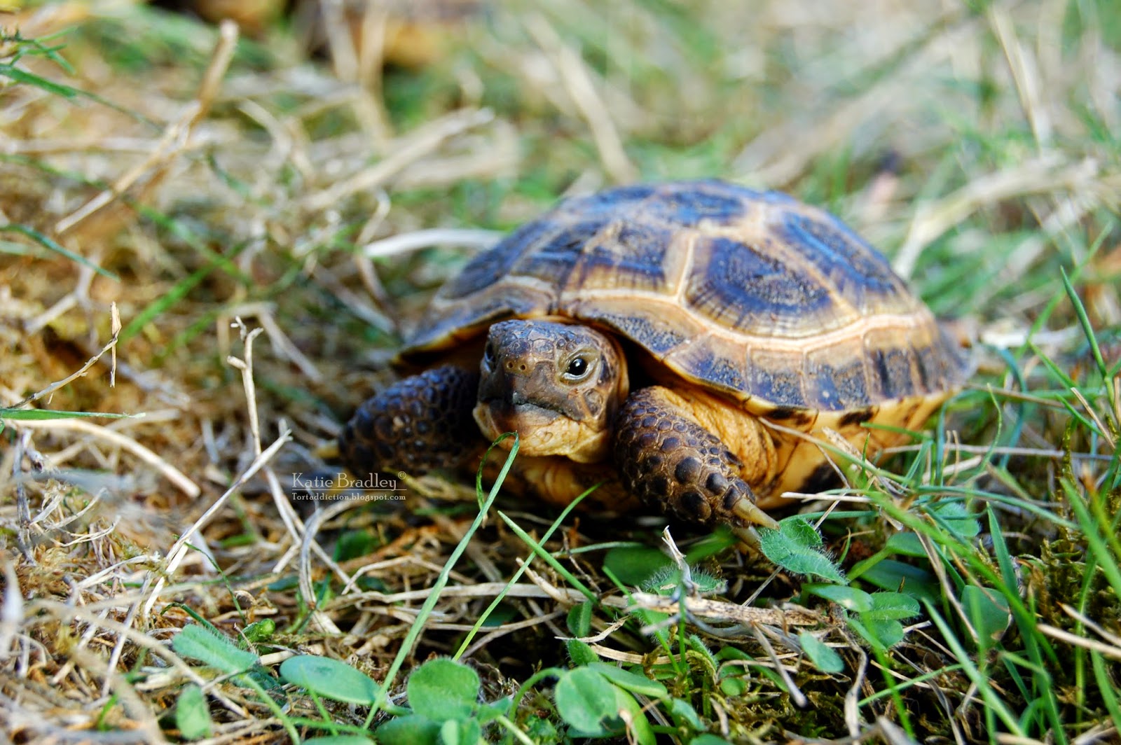 russian tortoise facts