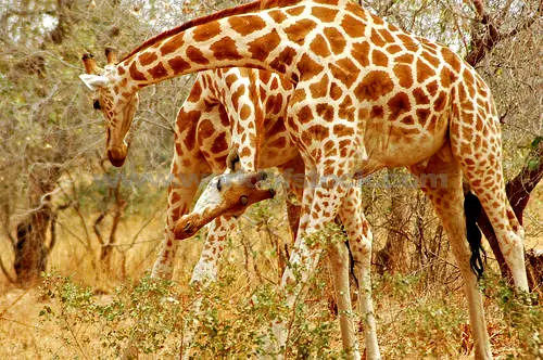 west african giraffe facts